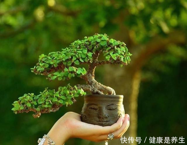 金钱树|家里养花,选这5种花,好养好看还招财,都有“好意头”!