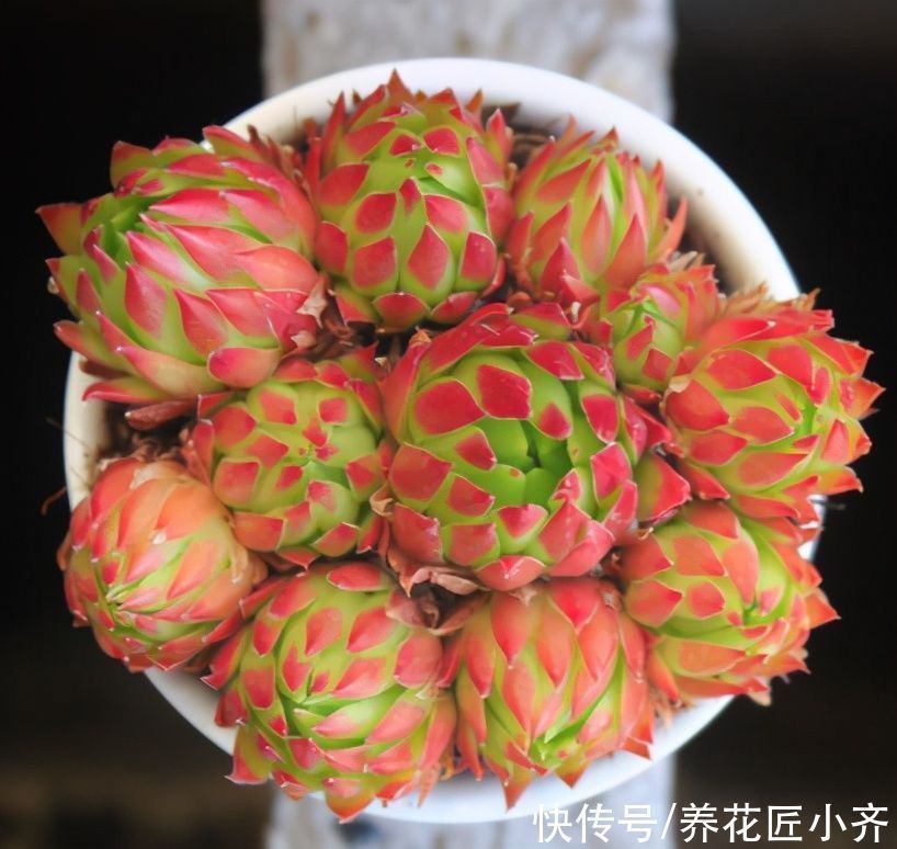 小齐|北方可以露养的多肉,耐零下20度低温,皮实好养,出状态非常美