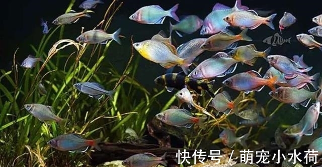 新品种|原生观赏鱼头号领军人物,以前被人瞧不起,如今新品种不断被挖掘