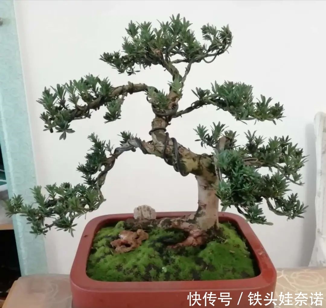 2021养盆镇宅花，当做守护神，好运进来，霉运离开！