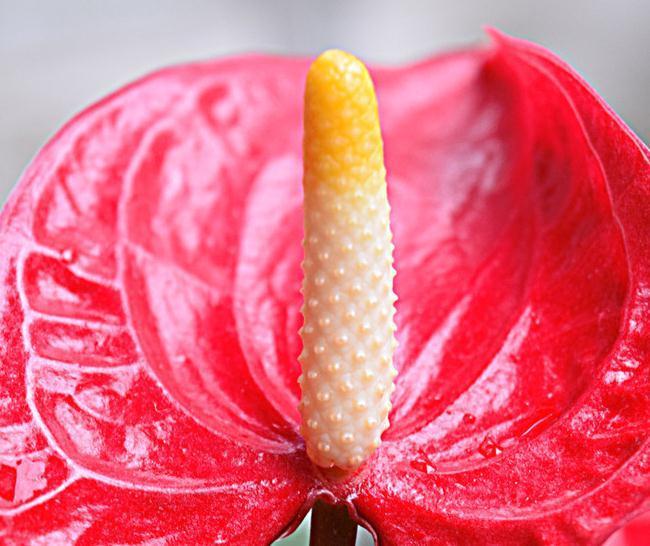 红掌盆栽不够精神,奄奄一息无状态,换个环境试一试