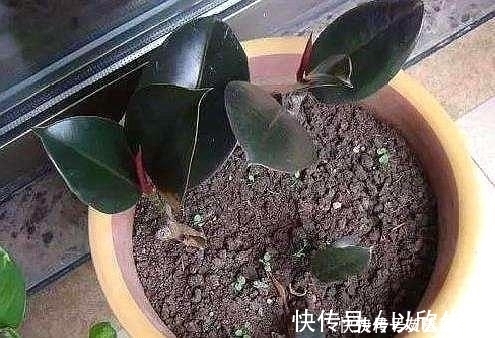 这5棵“树”太贵了,偷偷摘一截枝条就养活了,不用花钱买啦!