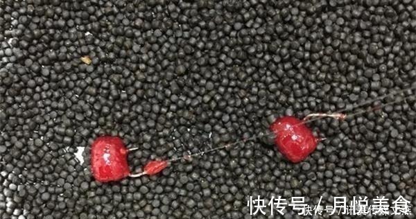 水母|钓鱼技巧：“水拉饵”是个什么饵料？是如何搭配使用的？