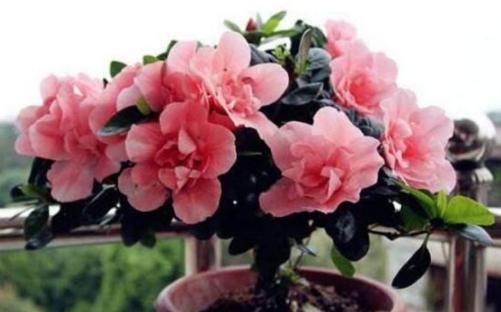 几种花是懒人的最爱,有阳光就爆盆,给点水就疯长,太好养