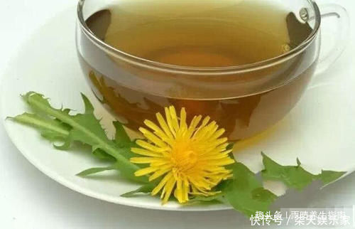本草新编|自己晒干蒲公英能当茶喝吗看完这个你就知道了!
