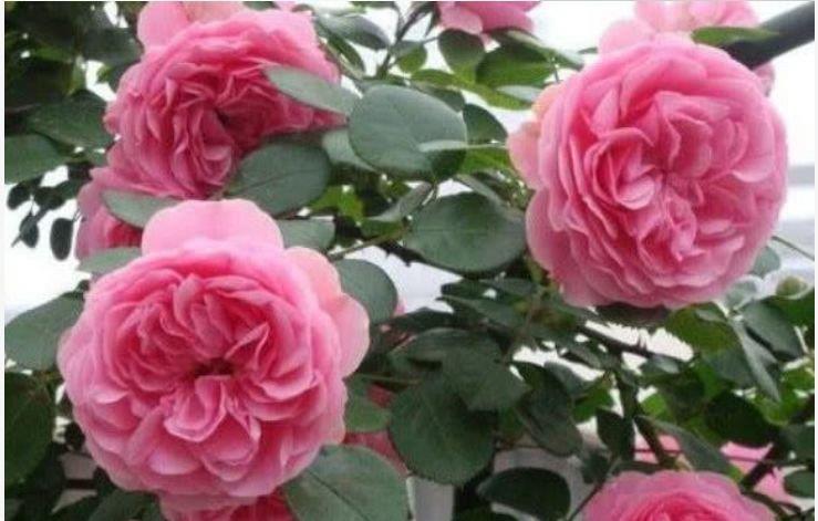 最受欢迎的“4种花”,花朵娇艳、花期长,年年开花不断