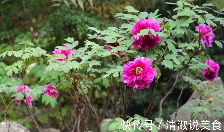 3款值得盆栽的“长期花”，年年开花200多天，花朵个大色泽艳丽