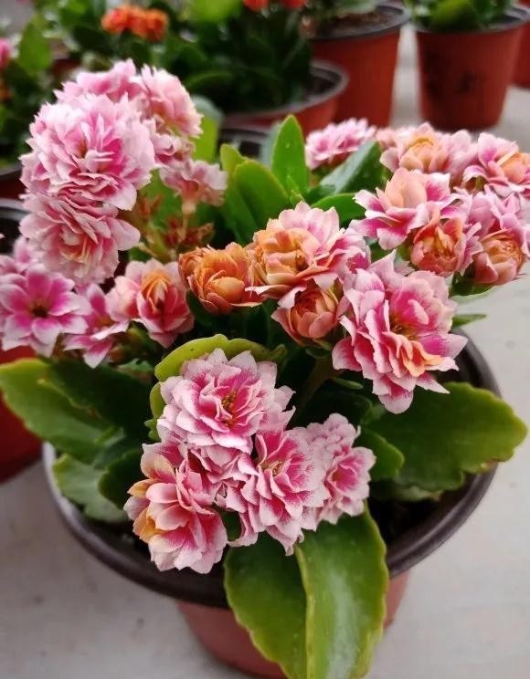 留基部|养长寿花要“下狠手”,学会“巧修剪”,疯长侧芽,越开花越多