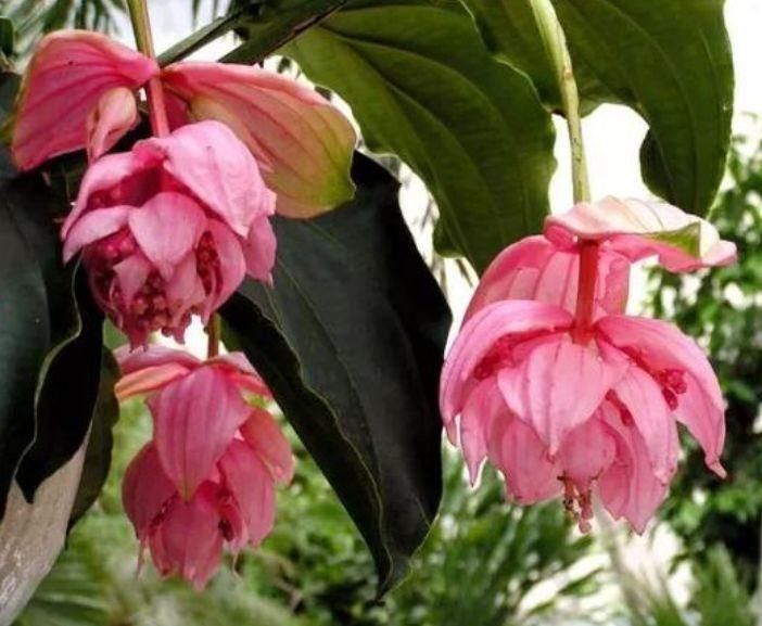 4种漂亮网红花,家里养1盆,花期长花量大,一盆千百朵