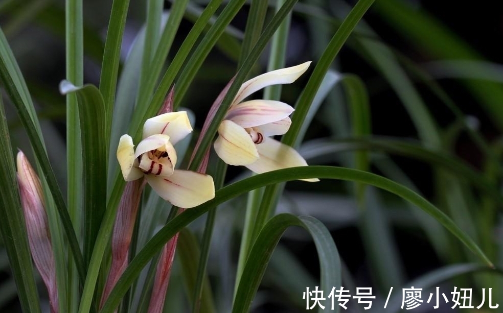 春兰只花苞不长枝条,多是3个原因造成的,解决方法很简单