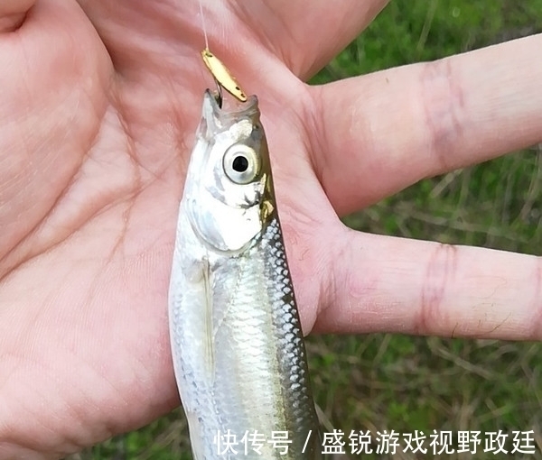 子线|钓鱼中鱼率低?与事俱进懂不!不看看你还想继续空军吗?