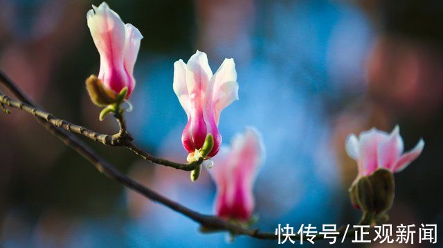 初春郑州 玉兰花开 粉紫色