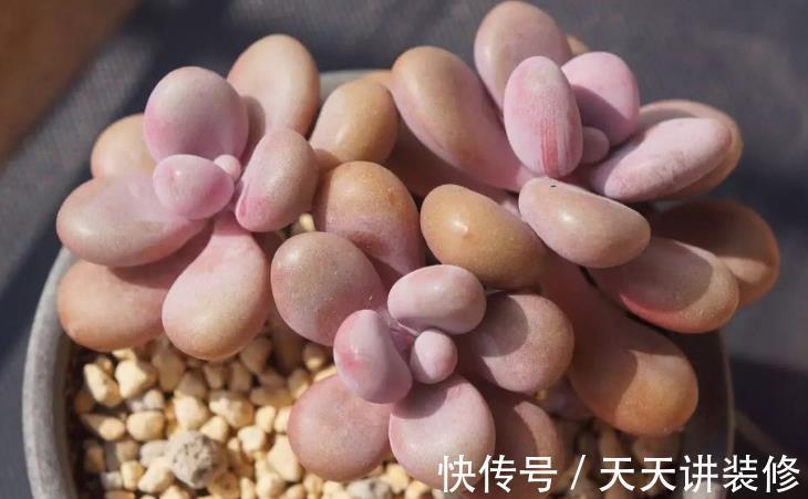 夏天|夏天养多肉桃蛋,注意这4个小细节,不化水不烂根,叶子粉嘟嘟