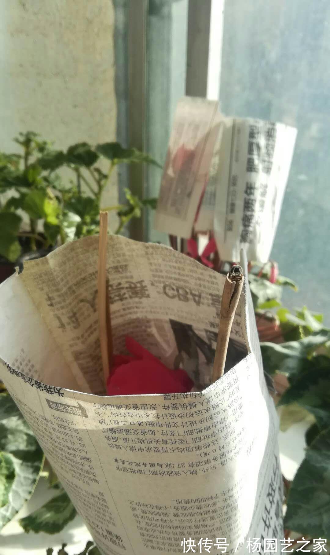 缓解|仙客来晒太阳容易倒伏，莫急，给它戴个帽子能缓解