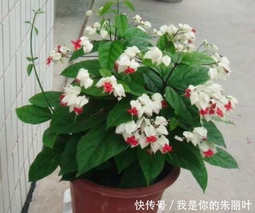 漂亮|喜欢在家中养护花卉，就选择“优雅多姿”的花卉，花型独特，漂亮