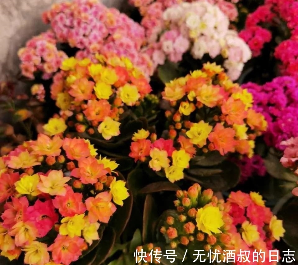 长寿花的3个催花小技巧,学会一个,花朵呼呼冒!