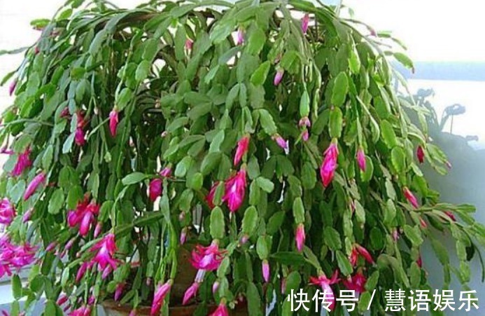 家家都有的“一种液体”,盆里“埋一点”,养啥都“爆盆”