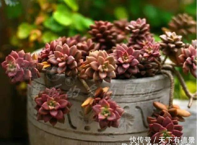 胧月|3种多肉很好养,被花友称“热不死”,太阳一晒就“很美”