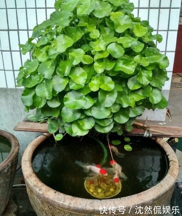 铜钱草|5种“有钱花”,满盆“铜钱叶”,越养钱越多,有钱人家都爱养它