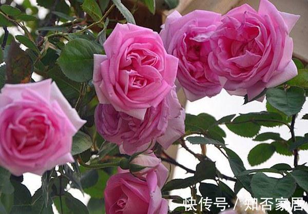 养花试试这几款,花开量大,轻松开成一片粉色的花瀑布