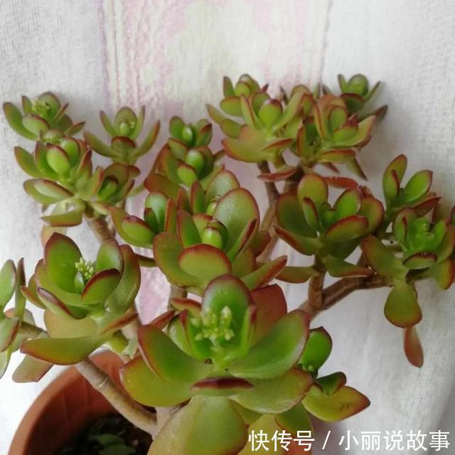 玉树这么养,整个冬天没黄叶,玉树临风,漂亮非凡!