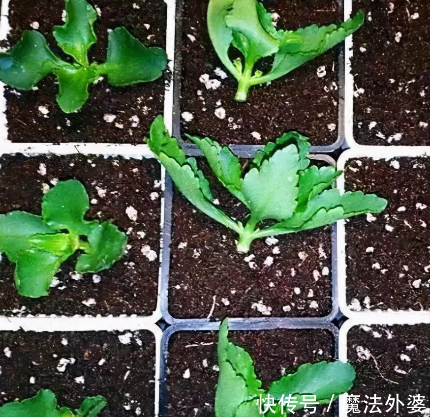 枝条|冬天“扦插”4种花,正是好时机,生根快,成活率高,容易的很