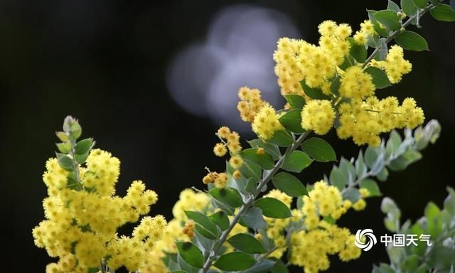 张张都美！重庆雨后花朵娇艳欲滴 朵朵惹人醉