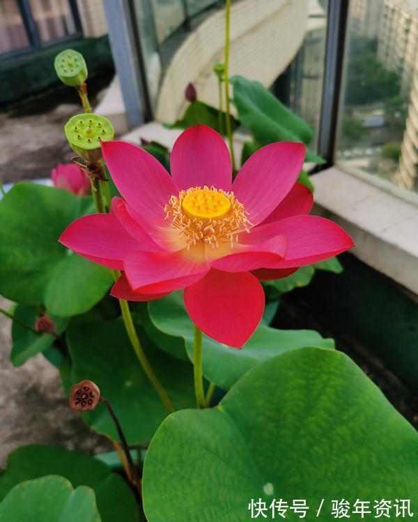 食用型|能养阳台上养的荷花,有个碗就行,种植容易,开花超美,值得拥有