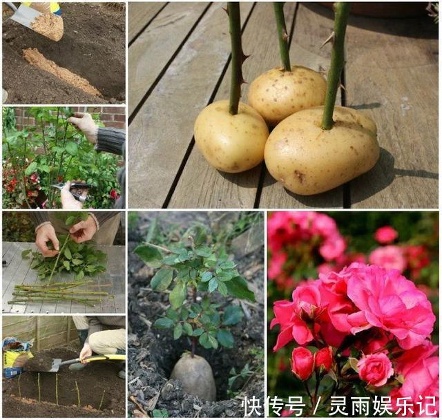 生根|至今还有人“炒作”土豆扦插月季,实操后发现,土豆长得真不错