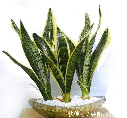 阿莫西林|家里养虎皮兰,给它喂颗小药丸,像打鸡血一样,新叶侧芽一起长!