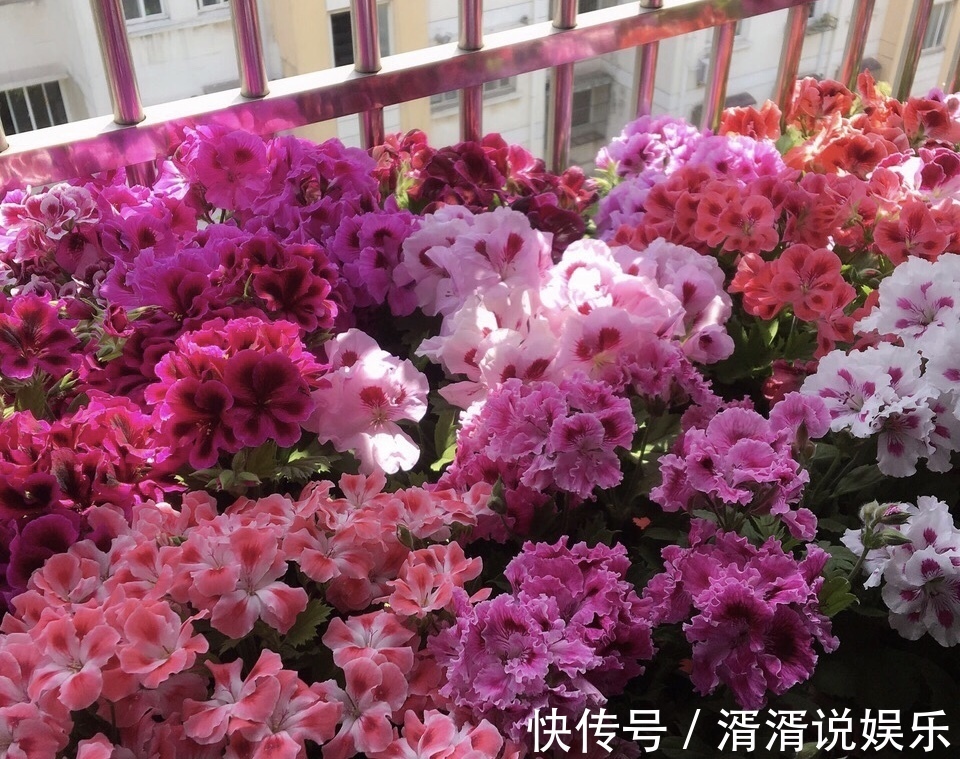 养花|此3种花，颜值高、开花旺，轻松开成“大花球”，养花人都喜欢