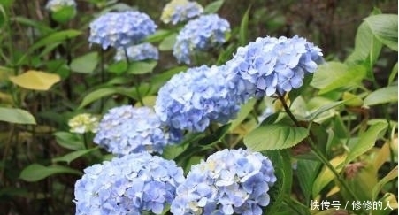 这种在盛夏开放的野花,不仅长得漂亮,还是治疗肺热咳嗽的良药