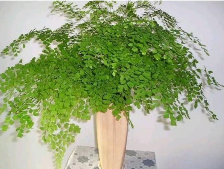 4种花漂亮又好养,耐热耐旱,花期超长,可以四季常开