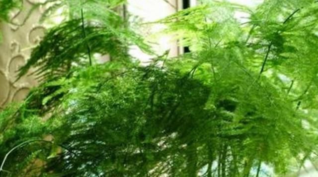 叶片|文竹有“四怕”，避开“它”，叶绿根壮，生机勃勃