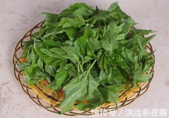 煮水|降血糖没有那么难，摘几片树叶煮水喝，血糖或能嗖嗖掉