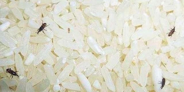米放久了就生虫,那这些虫子是从哪来的难道是凭空出现的吗