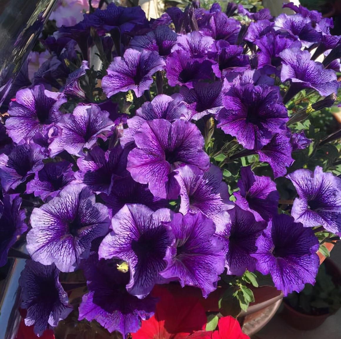 三角梅|5种花一开300多天,花量超大,都是出了名的开花机器