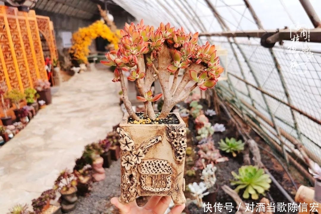 多肉桃花源:别人笑我太疯癫,我笑他人看不穿!