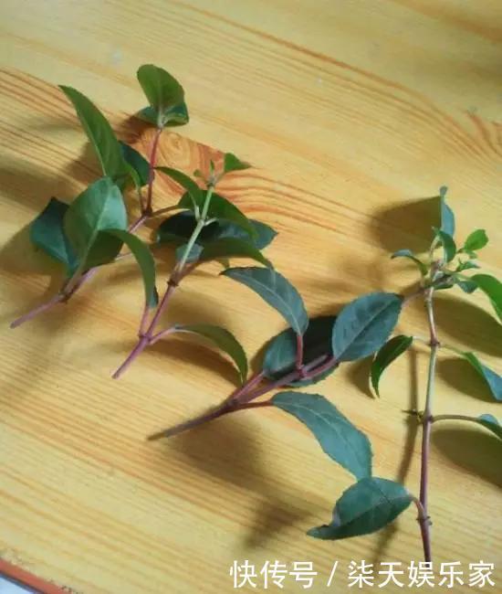 秋季|3种枝条泡水里,10天长根,一次开花100朵,水培成活率更高!