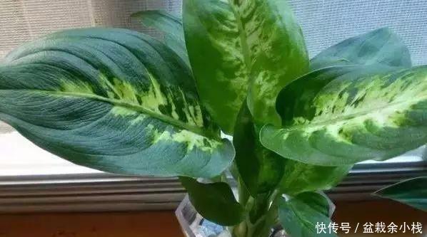 盆里灌点饮料,盆土疏松有营养,10年不用换土花也长得旺