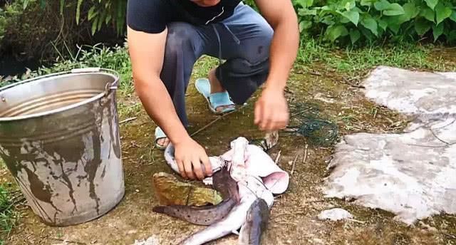 鱼饵|男子钓鱼往水里扔一块猪肺,半小时后拍手叫好
