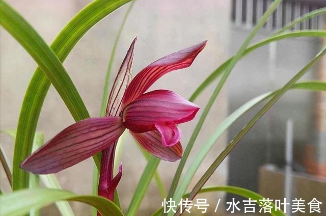 这款兰花，是“老花匠”的最爱，香味馥郁，越看越觉得美！