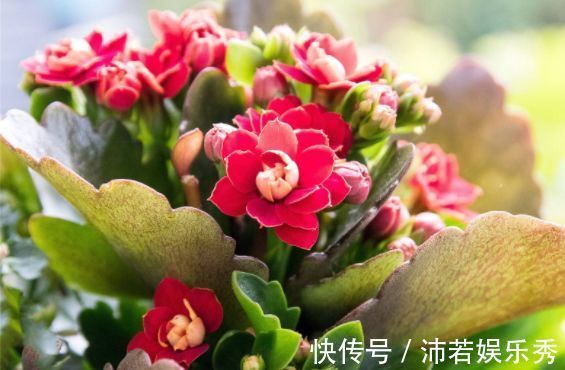 4月25日开始，养花试试这几款，花姿妖娆，越养越喜欢