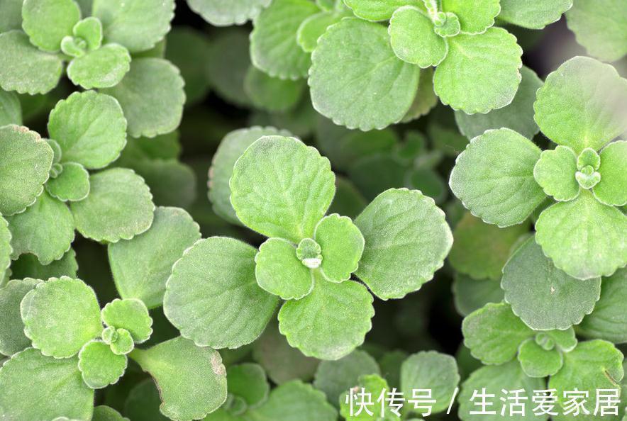 浇水|此种植物一碰一身香,不仅能驱蚊虫还能吃,聪明人都在养
