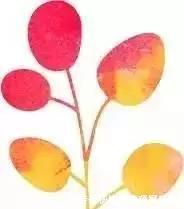 两个孩子的妈妈,利用空闲时间,在露台打造出一片花的海洋