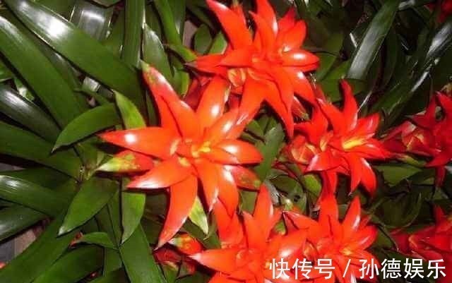 细数那些超耐阴的花,光照少长满屋,懒人大爱