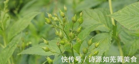 人参|农村一种“绿叶子草”，很多人当杂草不认识，其实学名叫“玄参”！