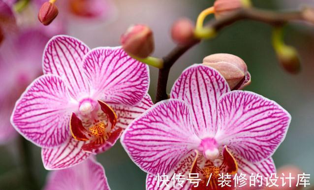 和节日很搭的8种花,花期都超长,养在室内也能美200天