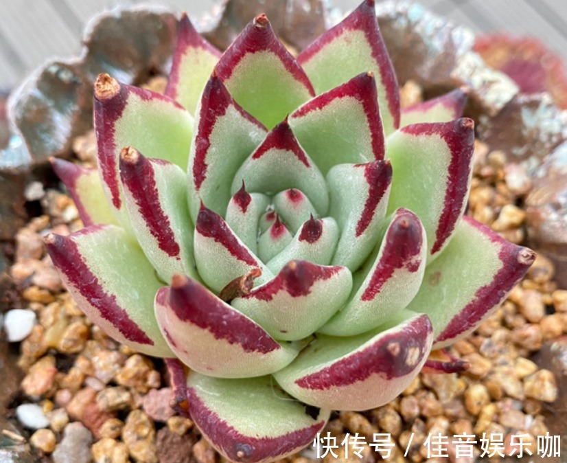 土壤|寻常多肉该怎么养护,才能快速蜕变成木桩?盆栽抓住3点