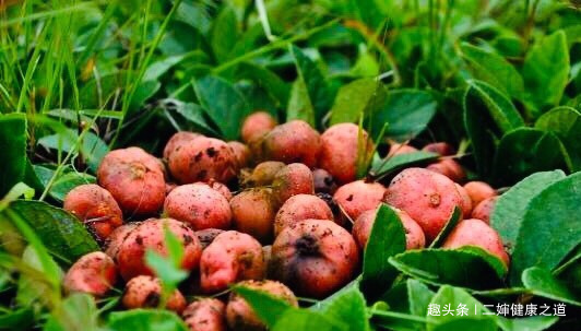 乳腺癌|女性不想得乳腺癌,多食此“黑眼睛果”,防癌抗癌,痛经也没了